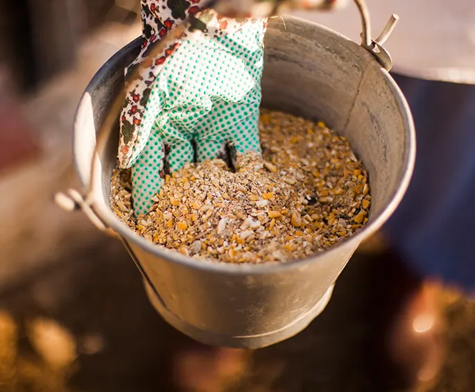 Animal Feed